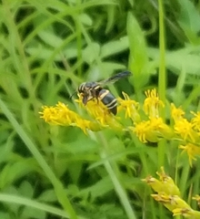 Euodynerus hidalgo boreoorientalis