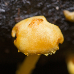 Pleuroflammula tuberculosa