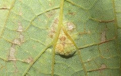 Pachypsylla