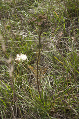 Seseli annuum