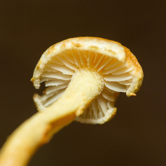 Pleuroflammula tuberculosa