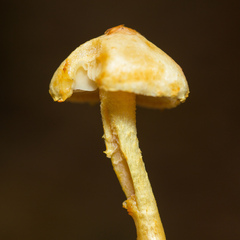 Pleuroflammula tuberculosa