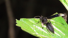 Parachartergus apicalis