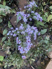 Symphyotrichum cordifolium