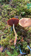 Cortinarius semisanguineus