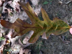 Quercus alba