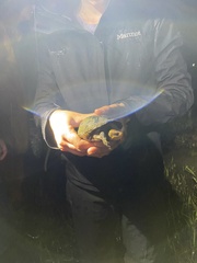 Kinosternon leucostomum