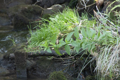 Scrophularia umbrosa
