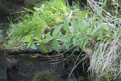 Scrophularia umbrosa