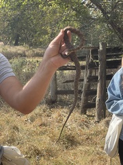 Nerodia sipedon pleuralis