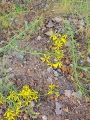 Senecio spartioides
