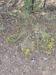Senecio spartioides