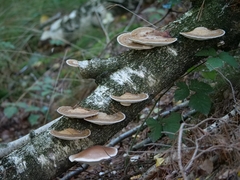 Trametes betulina