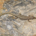 Aurelio's Rock Lizard - Photo (c) Benny Trapp, some rights reserved (CC BY)