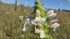 Bellardia trixago