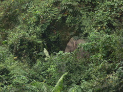 Elephas maximus