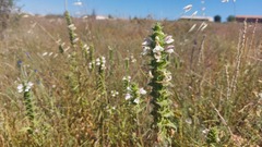 Bellardia trixago