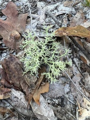 Cladonia leporina
