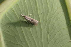 Microcrambus croesus