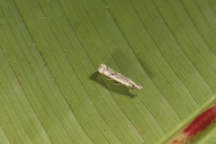 Microcrambus croesus