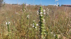 Bellardia trixago