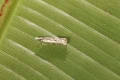 Microcrambus croesus