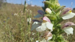 Bellardia trixago