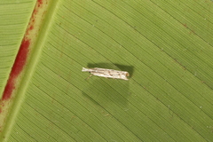 Microcrambus croesus