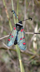 Zygaena lavandulae