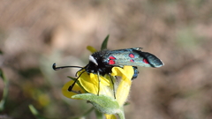 Zygaena lavandulae