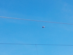 Streptopelia decaocto