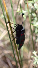 Zygaena lavandulae