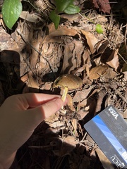 Aureoboletus innixus