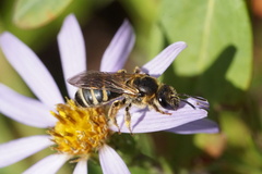 Lasioglossum