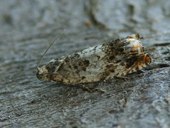 Epinotia subocellana