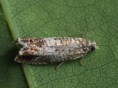 Epinotia subocellana