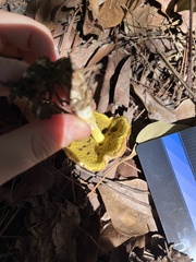 Aureoboletus innixus