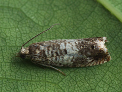 Epinotia subocellana