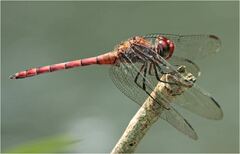 Elasmothemis cannacrioides