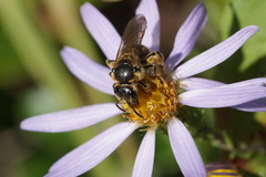 Lasioglossum