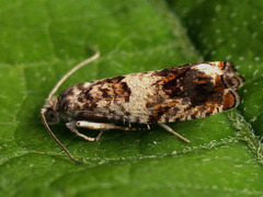 Epinotia subocellana