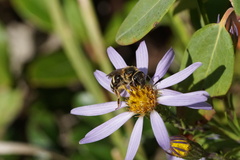 Lasioglossum