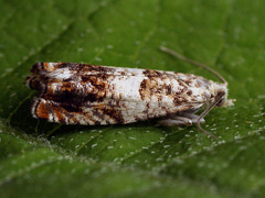 Epinotia subocellana