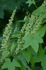 Rumex aquaticus
