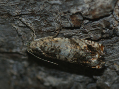 Epinotia subocellana