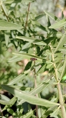 Hippodamia convergens