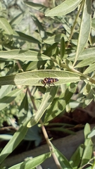 Hippodamia convergens