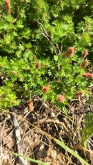 Acalypha radians