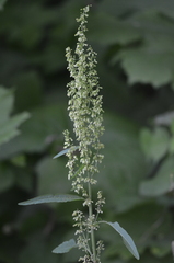 Rumex aquaticus