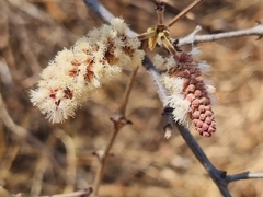Senegalia erubescens
